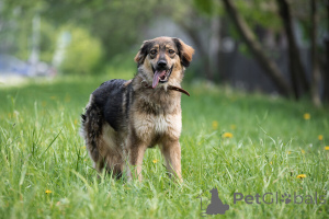 Foto №2 zu Ankündigung № 141409 zu verkaufen mischlingshund - einkaufen Russische Föderation quotient 	ankündigung