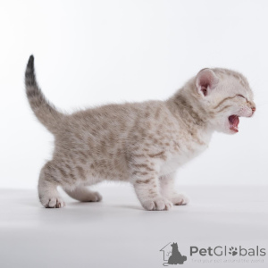 Foto №4. Ich werde verkaufen bengal katzenrasse in der Stadt Dalarö. aus dem tierheim - preis - 484€