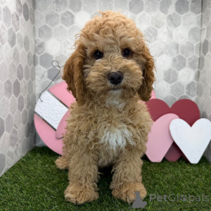 Foto №1.  - zum Verkauf in der Stadt Stadt von London | 400€ | Ankündigung № 163936