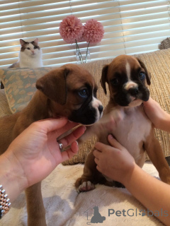 Foto №1. deutscher boxer - zum Verkauf in der Stadt Ansubrg | 400€ | Ankündigung № 107024