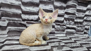 Foto №1. devon rex - zum Verkauf in der Stadt Dagmerzellen | 350€ | Ankündigung № 151636