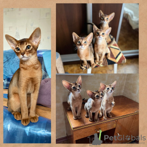 Zusätzliche Fotos: Abessinische Kätzchen