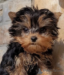 Foto №4. Ich werde verkaufen yorkshire terrier in der Stadt Гамбург. quotient 	ankündigung - preis - 256€