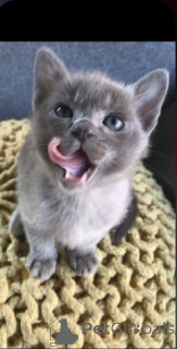 Foto №1. burma-katze - zum Verkauf in der Stadt Nieuwegein | 300€ | Ankündigung № 172224