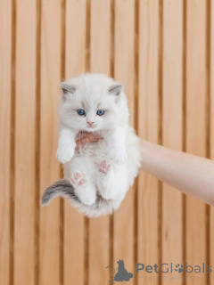 Foto №1. ragdoll-katze - zum Verkauf in der Stadt Alavus | verhandelt | Ankündigung № 156474