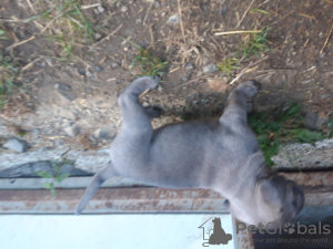 Foto №2 zu Ankündigung № 23063 zu verkaufen cane corso italiano - einkaufen Schweden 