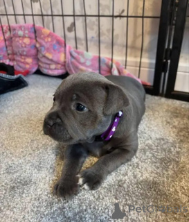 Foto №2 zu Ankündigung № 167382 zu verkaufen american pit bull terrier - einkaufen Österreich 