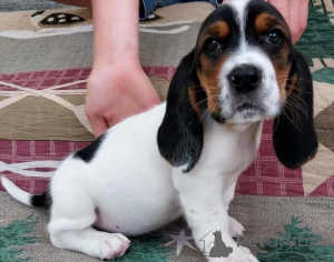 Foto №1. basset hound - zum Verkauf in der Stadt Düsseldorf | 750€ | Ankündigung № 161270