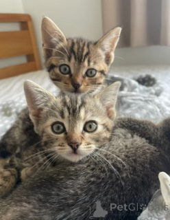 Foto №1. munchkin - zum Verkauf in der Stadt Leverkusen | verhandelt | Ankündigung № 160381