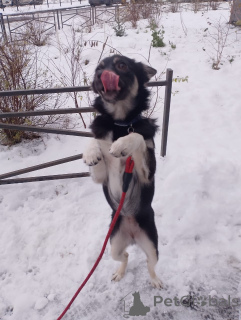 Foto №3. Ein kleiner Hund mit einem Gewicht von 6 kg sucht ein Zuhause. Russische Föderation