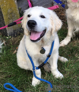 Foto №3. Süße getestete Golden Retriever-Welpen jetzt verfügbar. Deutschland