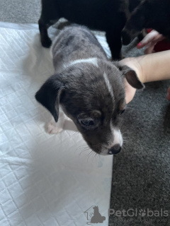 Foto №3. Jack X Strich. Deutschland