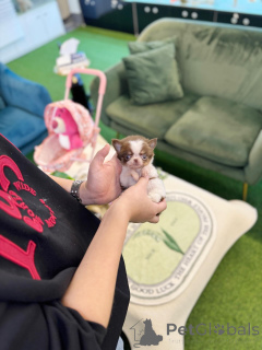 Foto №1. chihuahua - zum Verkauf in der Stadt Berlin | verhandelt | Ankündigung № 163596