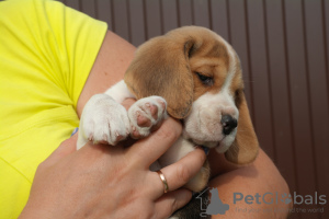 Foto №1. beagle - zum Verkauf in der Stadt Brjansk | verhandelt | Ankündigung № 7724
