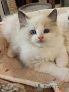 Foto №2 zu Ankündigung № 166937 zu verkaufen ragdoll-katze - einkaufen Finnland quotient 	ankündigung, züchter