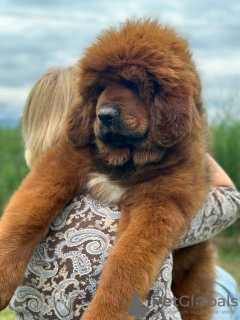 Foto №3. Tibetmastiff-Welpen. Serbien