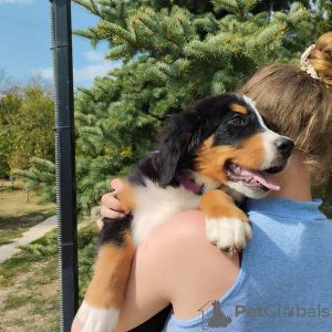 Zusätzliche Fotos: Bernese mountain dog puppies