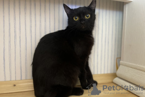 Zusätzliche Fotos: Schwarzes Katzenkätzchen Shelly als Geschenk an gütige Herzen!