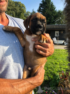 Foto №2 zu Ankündigung № 172757 zu verkaufen deutscher boxer - einkaufen Belgien quotient 	ankündigung, züchter