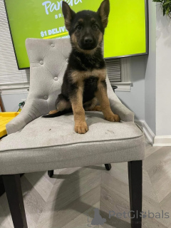 Foto №1. deutscher schäferhund - zum Verkauf in der Stadt Klosterneuburg | 291€ | Ankündigung № 175263