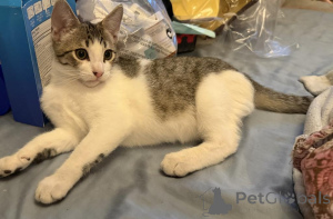 Foto №1. american shorthair - zum Verkauf in der Stadt Achaern | 350€ | Ankündigung № 178566