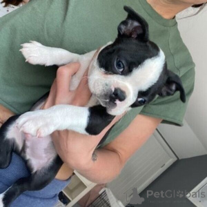 Foto №2 zu Ankündigung № 169784 zu verkaufen boston terrier - einkaufen Schweden 