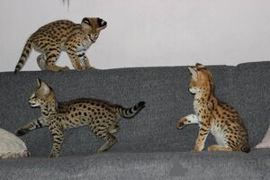 Foto №3. Savannah-, Serval- und Caracal-Kätzchen. Finnland