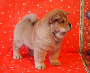 Foto №4. Ich werde verkaufen chow-chow in der Stadt St. Petersburg. vom kindergarten - preis - 676€