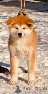 Zusätzliche Fotos: Japanische Akita Inu-Welpen