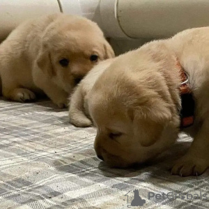 Foto №1. labrador retriever - zum Verkauf in der Stadt Senec | 350€ | Ankündigung № 29248