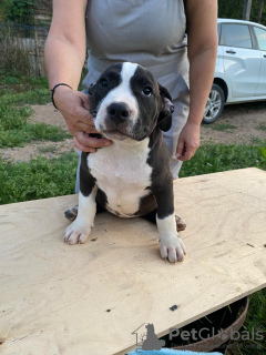 Zusätzliche Fotos: American Bully Welpen zu verkaufen