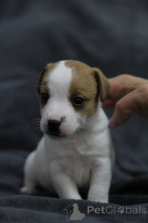 Foto №2 zu Ankündigung № 169284 zu verkaufen jack russell terrier - einkaufen Weißrussland quotient 	ankündigung