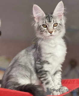 Foto №2 zu Ankündigung № 163660 zu verkaufen maine-coon-katze - einkaufen Deutschland züchter