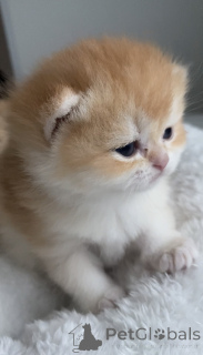 Foto №3. Britische Kätzchen, goldene Chinchilla-Mädchen. Tschechische Republik