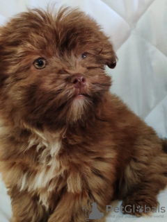 Foto №3. Welpen von Bolonka Wietna. Serbien