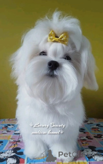 Foto №3. Charivna Malych Malteze Nastyshoi Joan. Ukraine