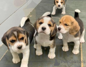Foto №1. beagle - zum Verkauf in der Stadt Neuss | verhandelt | Ankündigung № 170034