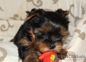 Zusätzliche Fotos: Yorkshire Terrier Welpen zu verkaufen