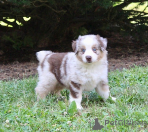 Foto №1. australian shepherd - zum Verkauf in der Stadt Bremen | 900€ | Ankündigung № 150652