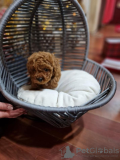 Foto №2 zu Ankündigung № 84465 zu verkaufen pudel (toy) - einkaufen Serbien züchter
