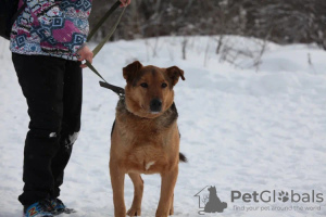 Foto №2 zu Ankündigung № 79913 zu verkaufen mischlingshund - einkaufen Russische Föderation quotient 	ankündigung