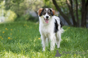 Foto №1. mischlingshund - zum Verkauf in der Stadt Москва | Frei | Ankündigung № 141361