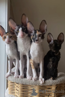 Foto №1. cornish rex - zum Verkauf in der Stadt Erre | 700€ | Ankündigung № 163023