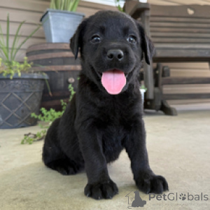 Foto №1. labrador retriever - zum Verkauf in der Stadt Frankfurt | 600€ | Ankündigung № 172787