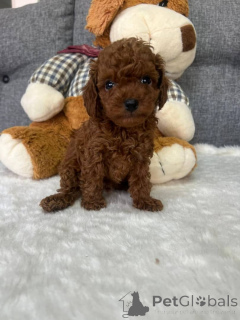 Foto №3. Teetassenpudel. Kanada