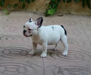 Foto №4. Ich werde verkaufen französische bulldogge in der Stadt Queens Park.  - preis - verhandelt