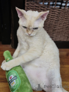 Foto №1. devon rex - zum Verkauf in der Stadt Hamburg | verhandelt | Ankündigung № 171579