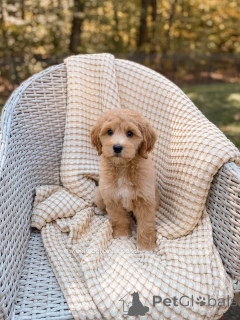 Foto №1. labradoodle - zum Verkauf in der Stadt Reich | verhandelt | Ankündigung № 159069