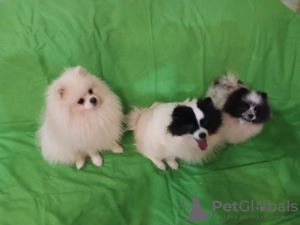 Foto №4. Ich werde verkaufen german spitz in der Stadt Великий Устюг. quotient 	ankündigung - preis - 554€