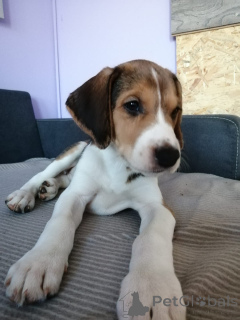 Foto №1. russischer jagdhund - zum Verkauf in der Stadt Hamburg | verhandelt | Ankündigung № 166243